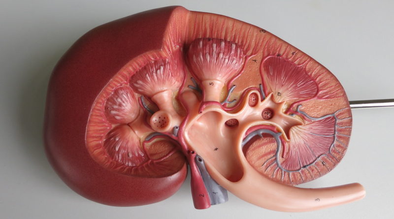 human kidney